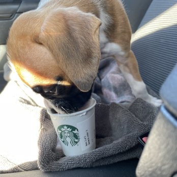 Starbucks - Pup cups are awesome! - Coffee & Tea Near Me - Ewa Beach, Hawaii