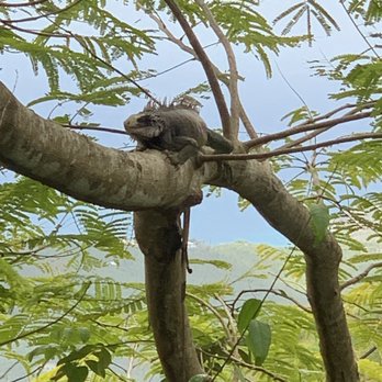 David's Fun Tours - Lush surroundings including lots of animals. - Historical Tours Near Me - Saint Thomas, Virgin Islands