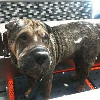 Unleashed by Petco - The duke is here! All hail Kumo! $10 DIY bath club. - Pet Training Near Me - Marina Del Rey, California Unleashed by Petco - The duke is here! All hail Kumo! $10 DIY bath club. - Pet Training Near Me - Marina Del Rey, California