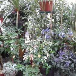 Flores Casavi