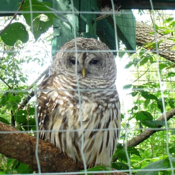 Edmonton Valley Zoo - Owl - Zoos Near Me - Edmonton, Alberta