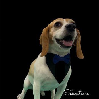 Groomingtails Pet Spa - Pet Groomers Near Me - Hialeah, Florida Groomingtails Pet Spa - Pet Groomers Near Me - Hialeah, Florida