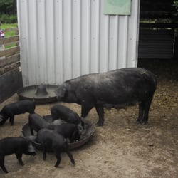 Cedar Farm Galleries