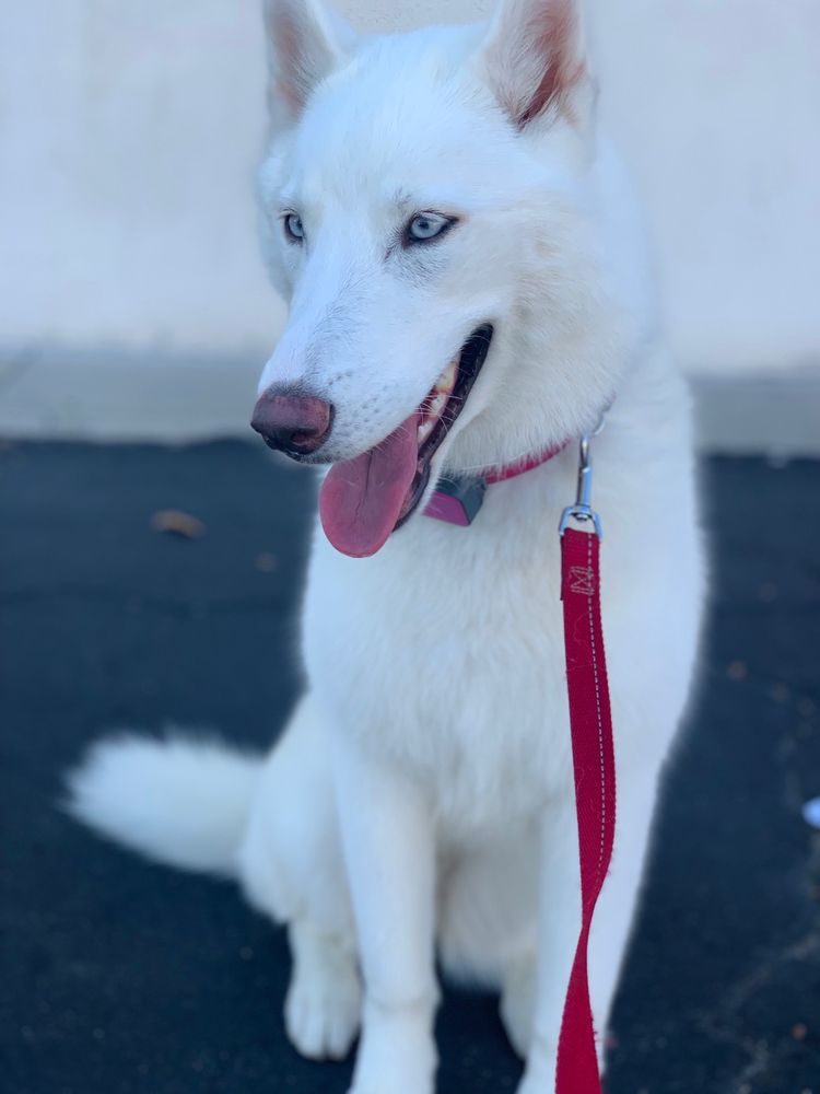 UPLAND PET GROOMING Updated August 2024 368 Photos & 350 Reviews