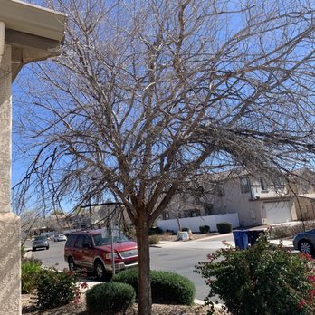Tree Trimming - Tree Services Near Me - Tempe, Arizona