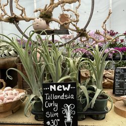 Westerlay Orchids - Curly Slims