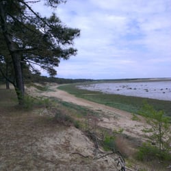 Forêt de la Coubre