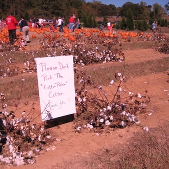 Berry Patch Farms - please don't pick the cotton pickin cotton - Pick Your Own Farms Near Me - Woodstock, Georgia Berry Patch Farms - please don't pick the cotton pickin cotton - Pick Your Own Farms Near Me - Woodstock, Georgia