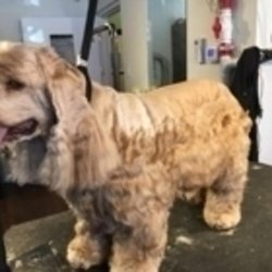 Furry Friends Spa & Daycare - Photo