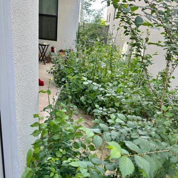 Sierra Lawn Care - Pre-cleanup. - Lawn Services Near Me Sierra Lawn Care - Pre-cleanup. - Lawn Services Near Me
