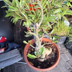 Padre Palms & Landscapes - Desert rose