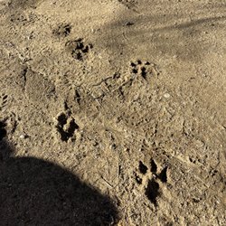 Volcan Mountain Preserve - Mountain Lion tracks