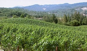 Merryvale Vineyards by null