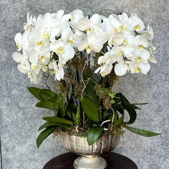 Marin Flowers - Magnificent Orchids for Same-Day Delivery -- absolutely gorgeous! LOVE the vessel they chose too :) - Florists Near Me - San Rafael, California Marin Flowers - Magnificent Orchids for Same-Day Delivery -- absolutely gorgeous! LOVE the vessel they chose too :) - Florists Near Me - San Rafael, California