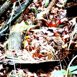 Look close for the tinny chipmunk