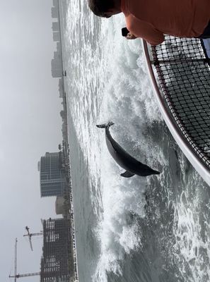 Little Toot Dolphin Adventure by null