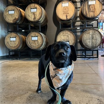 Oscar's Brewing Company - Winnie enjoying the barrel view - Breweries Near Me - Temecula, California Oscar's Brewing Company - Winnie enjoying the barrel view - Breweries Near Me - Temecula, California