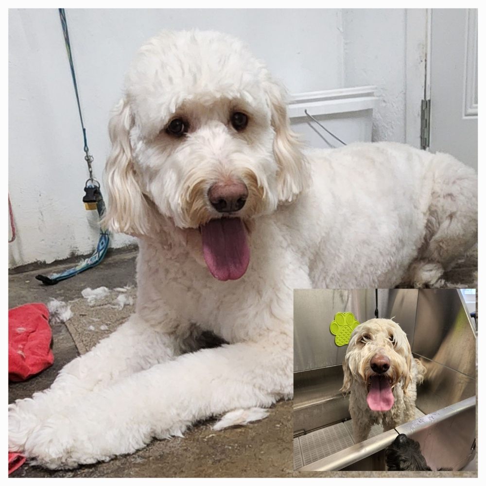 Wiggles And Wags Dog Wash