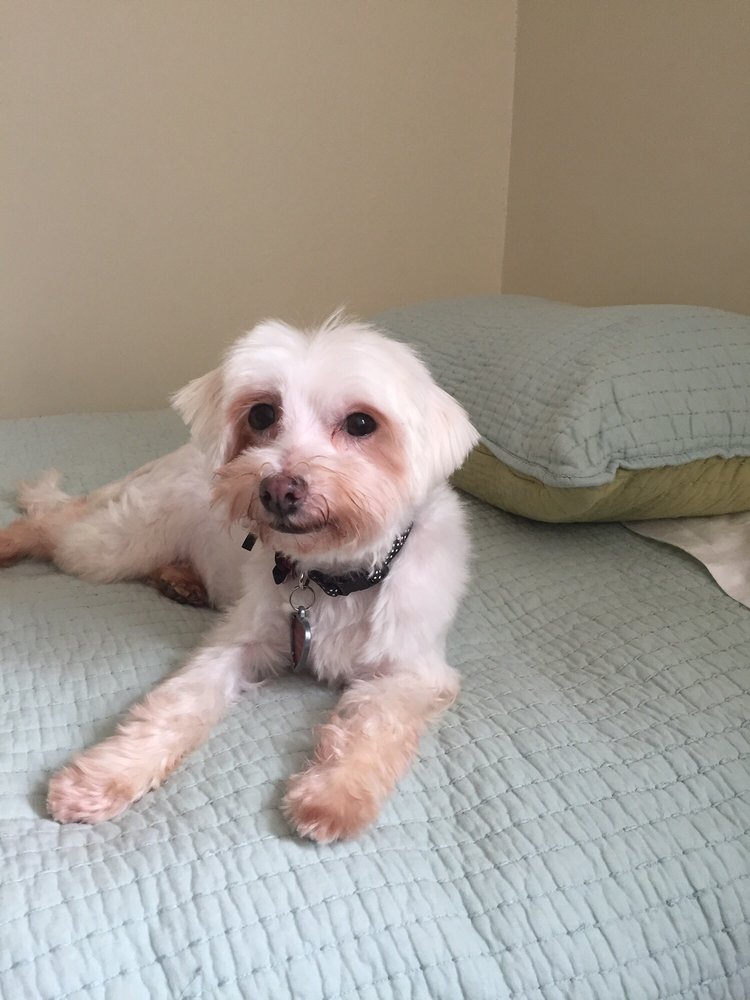 pixie mamas rescue Pet Adoption Downtown, Buffalo, NY, United