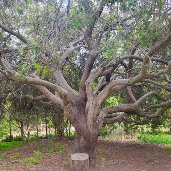 Alta Vista Botanical Gardens - Amazing tree - Botanical Gardens Near Me - Vista, California Alta Vista Botanical Gardens - Amazing tree - Botanical Gardens Near Me - Vista, California