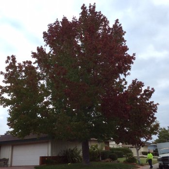 ArborCare Tree Care - Before and After on the liquid Amber tree Amazing! He didnt chopp across instead he made it look clean! - Tree Services Near Me ArborCare Tree Care - Before and After on the liquid Amber tree Amazing! He didnt chopp across instead he made it look clean! - Tree Services Near Me