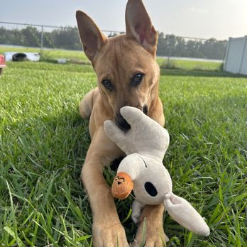 Pawsome Services - Pet Sitting Near Me Pawsome Services - Pet Sitting Near Me