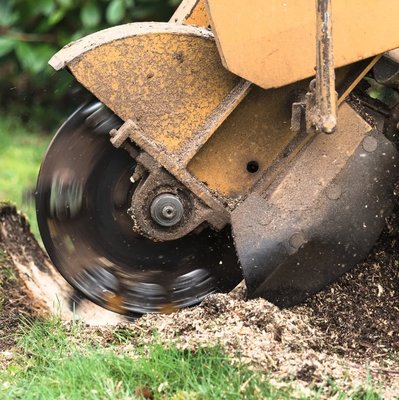 Professional Stump Grinding Services. - At Benton Tree Services, we offer expert stump grinding services to help you reclaim and beautify your landscape. With over 20 years of industry experience and 17 years of dedicated service, our team of ISA Licensed and Certified Arborists ensures efficient and thorough stump removal for both commercial and residential properties. Fully licensed and insured, we use state-of-the-art equipment to safely grind down stumps, preventing regrowth and creating a clean, level surface for your yard. Our meticulous approach not only improves the aesthetics of your property but also enhances its overall safety and usability. Trust Benton Tree Services for professional, reliable stump grinding solutions that elevate the appearance and health of your outdoor space. Professional Stump Grinding Services. - At Benton Tree Services, we offer expert stump grinding services to help you reclaim and beautify your landscape. With over 20 years of industry experience and 17 years of dedicated service, our team of ISA Licensed and Certified Arborists ensures efficient and thorough stump removal for both commercial and residential properties. Fully licensed and insured, we use state-of-the-art equipment to safely grind down stumps, preventing regrowth and creating a clean, level surface for your yard. Our meticulous approach not only improves the aesthetics of your property but also enhances its overall safety and usability. Trust Benton Tree Services for professional, reliable stump grinding solutions that elevate the appearance and health of your outdoor space.