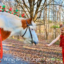 Wing & A Prayer Farm - Christmas unicorn photo shoot!
