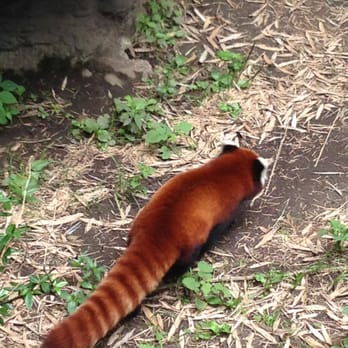 Bronx Zoo - Red Panda - Zoos Near Me - Bronx, New York