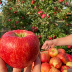 Friske Farm Market - Upick honeycrisp
