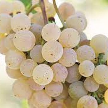 Mo’s By The River - Vinho verde grapes Portugal - Wine Bars Near Me - Reno, Nevada