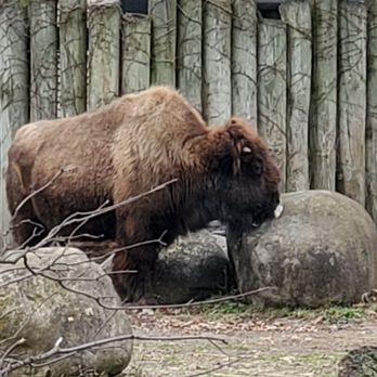 The Buffalo Zoo - Zoos Near Me - Buffalo, New York