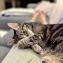 Photo of Caring Heart Veterinary Services