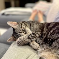 Caring Heart Veterinary Services