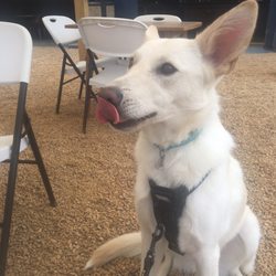 Sweetwater Taps - They are dog friendly.
