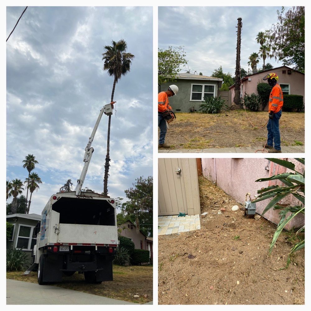 Tiger Tree Services - The palm tree which was located too close to our house. Tiger Tree used a crane to climb the tree. Super cool to watch! - Tree Services Near Me Tiger Tree Services - The palm tree which was located too close to our house. Tiger Tree used a crane to climb the tree. Super cool to watch! - Tree Services Near Me