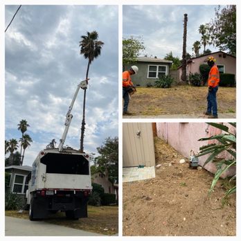 Tiger Tree Services - The palm tree which was located too close to our house. Tiger Tree used a crane to climb the tree. Super cool to watch! - Tree Services Near Me