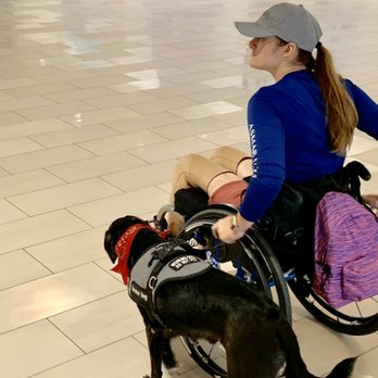 Specialty Dog Training - Off leash heeling so mom can focus on getting around without the challenge of the leash - Pet Training Near Me - Oceanside, California