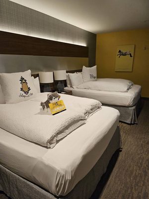 Hotel Z - A Staypineapple Hotel by null