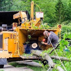 Jime's Tree Service - untitled