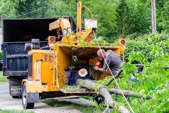 Jime's Tree Service - tree service in Albany, NY