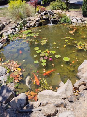 Brigs at the Forest Restaurant by null