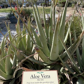 Wellness Park - Aloe Vera March 2023 - Parks Near Me - Palm Springs, California Wellness Park - Aloe Vera March 2023 - Parks Near Me - Palm Springs, California