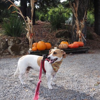 Patchen Pumpkin Patch - Pumpkin Patches Near Me - Los Gatos, California Patchen Pumpkin Patch - Pumpkin Patches Near Me - Los Gatos, California