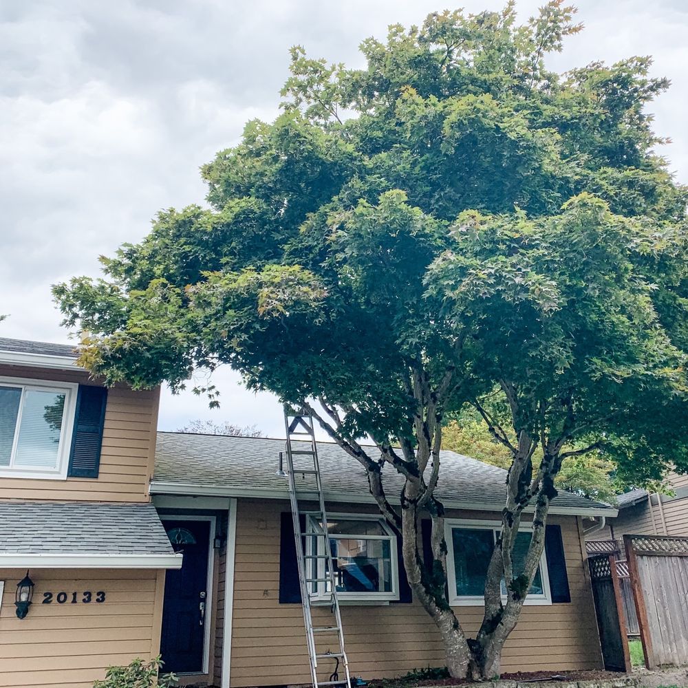 Colt Tree Service - Tree Services Near Me - Portland, Oregon Colt Tree Service - Tree Services Near Me - Portland, Oregon