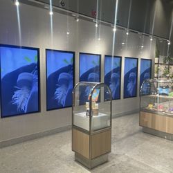 Insa Cannabis Dispensary