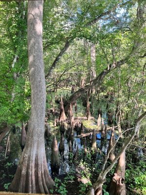 Fanning Springs State Park by null