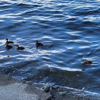 Stan Sayres Memorial Park - Duck family - Parks Near Me - Seattle, Washington