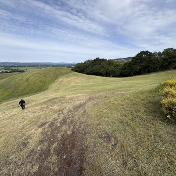 Native Roots Land Care - Miles of hillside, one pass at a time. Fuel reduction + acreage mowing, Sonoma County. - Lawn Services Near Me - Windsor, California Native Roots Land Care - Miles of hillside, one pass at a time. Fuel reduction + acreage mowing, Sonoma County. - Lawn Services Near Me - Windsor, California