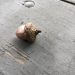 Schroeder's County Park - acorn is on the picnic table